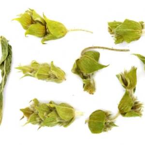 Τσάι του Βουνού