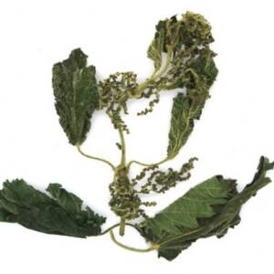 Τσουκνίδα bio