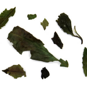 China white bai mu tan